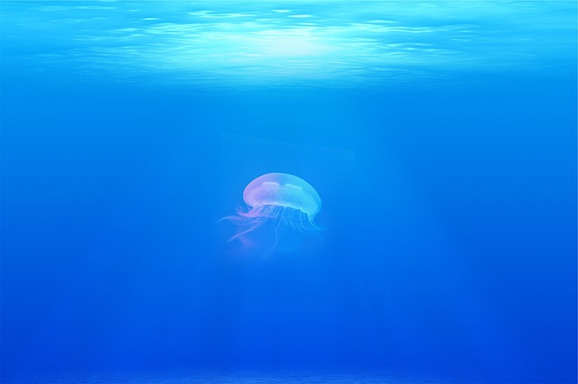 jellyfish-698521_640