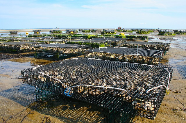 oyster-farm-1404177_640